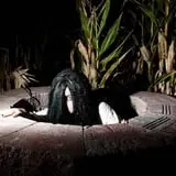 Insanity Point - CornBelly's Maze & Pumpkin Fest photo