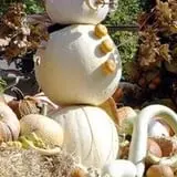 Insanity Point - CornBelly's Maze & Pumpkin Fest photo