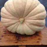 Insanity Point - CornBelly's Maze & Pumpkin Fest photo