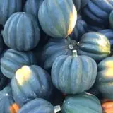 Marshall's Farm Market Halloween Hollow photo