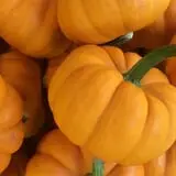 Marshall's Farm Market Halloween Hollow photo