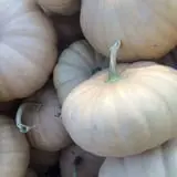 Marshall's Farm Market Halloween Hollow photo
