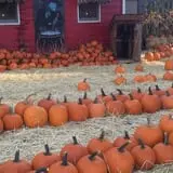 Marshall's Farm Market Halloween Hollow photo