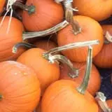 Marshall's Farm Market Halloween Hollow photo