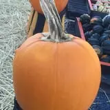 Marshall's Farm Market Halloween Hollow photo