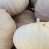 Marshall's Farm Market Halloween Hollow photo