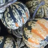 Marshall's Farm Market Halloween Hollow photo