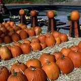 Marshall's Farm Market Halloween Hollow photo