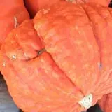 Marshall's Farm Market Halloween Hollow photo