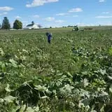 Badger Pumpkin Patch photo