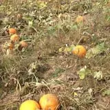 Badger Pumpkin Patch photo