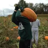 Badger Pumpkin Patch photo