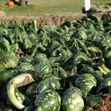Cuff Farms photo