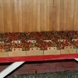 Cuff Farms photo