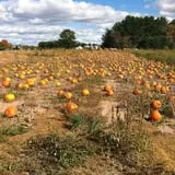 Cuff Farms photo