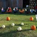 Cuff Farms photo