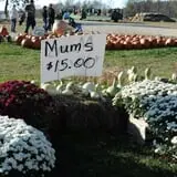 Cuff Farms photo