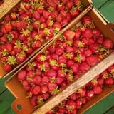 Cuff Farms photo