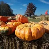 Cuff Farms photo