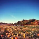 Cuff Farms photo