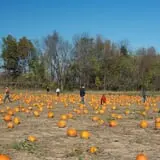 Cuff Farms photo