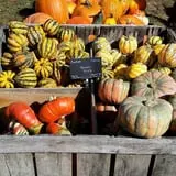 Riverview Farm Haunted Corn Maze photo