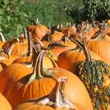 Riverview Farm Haunted Corn Maze photo