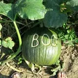 Riverview Farm Haunted Corn Maze photo