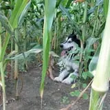 Riverview Farm Haunted Corn Maze photo