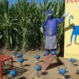 Pumpkin Maze photo