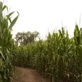 Schuyler Farms Haunted Corn Maze photo