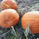 Schuyler Farms Haunted Corn Maze photo