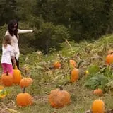 Schuyler Farms Haunted Corn Maze photo