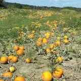 Schuyler Farms Haunted Corn Maze photo