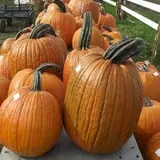 Schuyler Farms Haunted Corn Maze photo