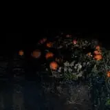 Schuyler Farms Haunted Corn Maze photo