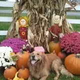 Schuyler Farms Haunted Corn Maze photo
