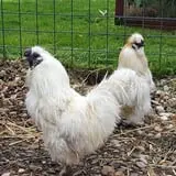 Melick's Town Farm photo