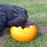 Melick's Town Farm photo