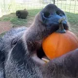 Melick's Town Farm photo