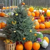 Melick's Town Farm photo