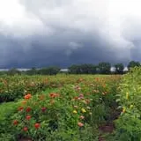 Melick's Town Farm photo