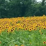 Melick's Town Farm photo
