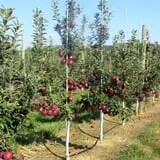 Melick's Town Farm photo