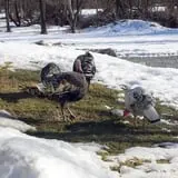 Melick's Town Farm photo