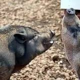 Melick's Town Farm photo