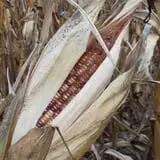Melick's Town Farm photo