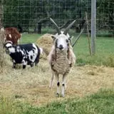 Melick's Town Farm photo