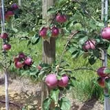Melick's Town Farm photo