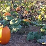 Melick's Town Farm photo